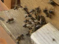 Lehrgarten Bienenstand b